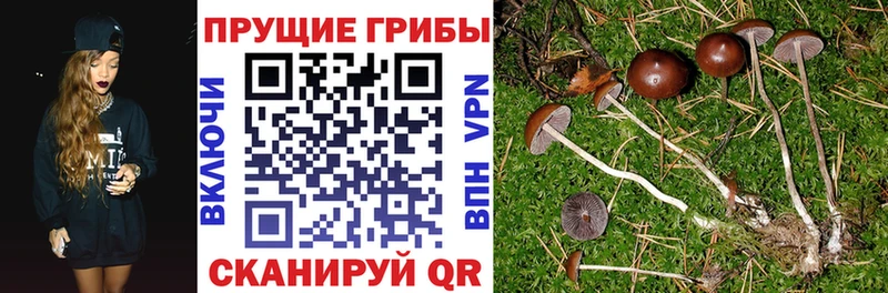 Галлюциногенные грибы MAGIC MUSHROOMS  Купить где  Жигулёвск 